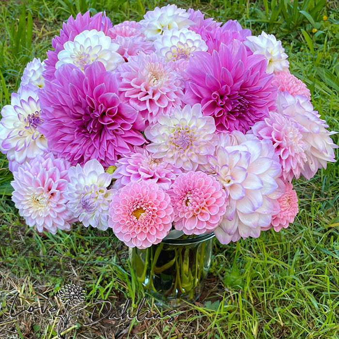 Love Dahlias Dahlia Tubers Bulbs South Africa Pretty in Pink Collection