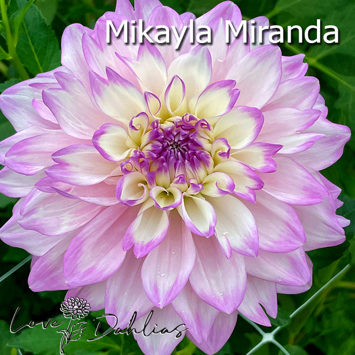 Love Dahlias Dahlia Tubers Bulbs South Africa Pretty in Pink Collection