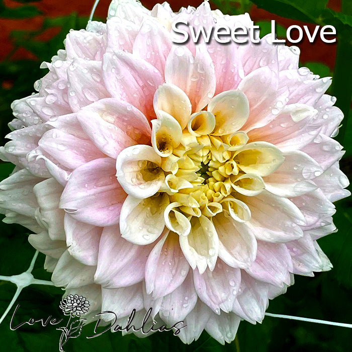 Love Dahlias Dahlia Tubers Bulbs South Africa Pretty in Pink Collection