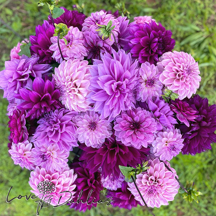 Love Dahlias Dahlia Tubers Bulbs South Africa Purple Rain Collection