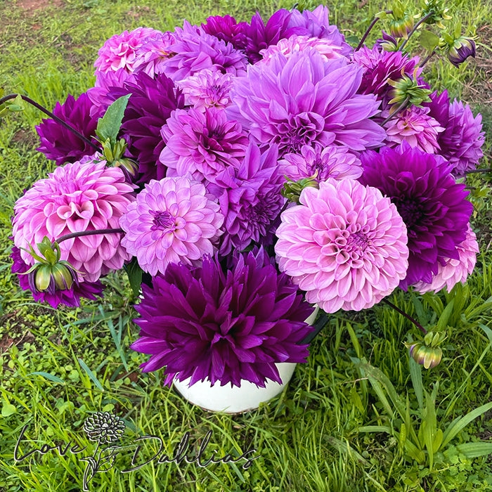 Love Dahlias Dahlia Tubers Bulbs South Africa Purple Rain Collection