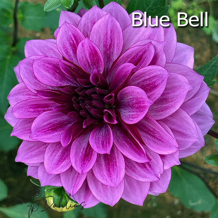 Love Dahlias Dahlia Tubers Bulbs South Africa Purple Rain Collection