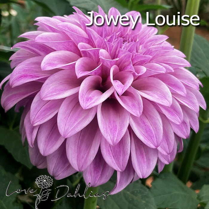 Love Dahlias Dahlia Tubers Bulbs South Africa Purple Rain Collection