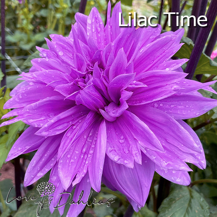 Love Dahlias Dahlia Tubers Bulbs South Africa Purple Rain Collection