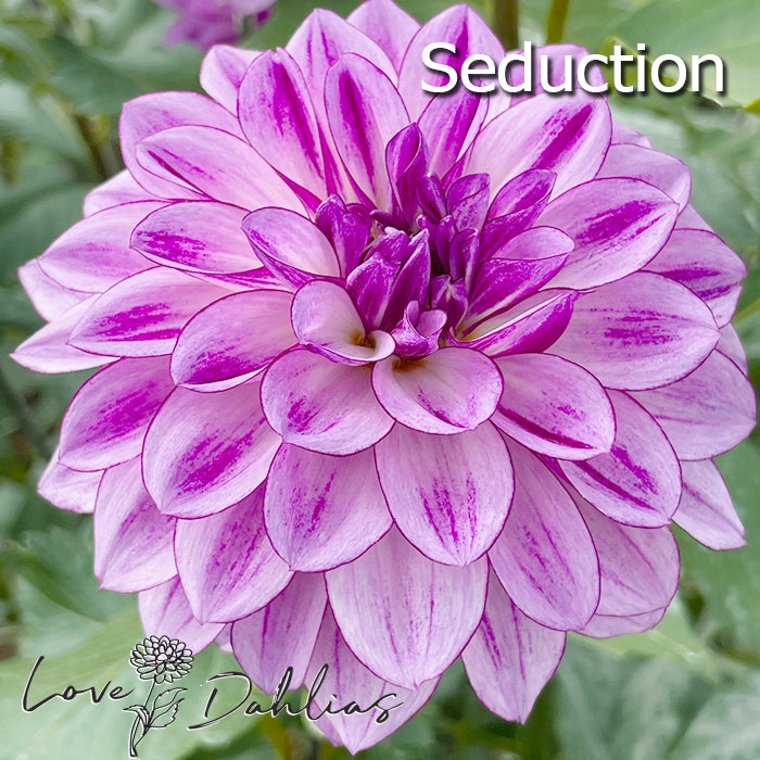 Love Dahlias Dahlia Tubers Bulbs South Africa Purple Rain Collection