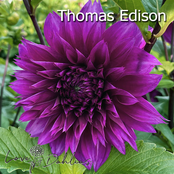 Love Dahlias Dahlia Tubers Bulbs South Africa Purple Rain Collection