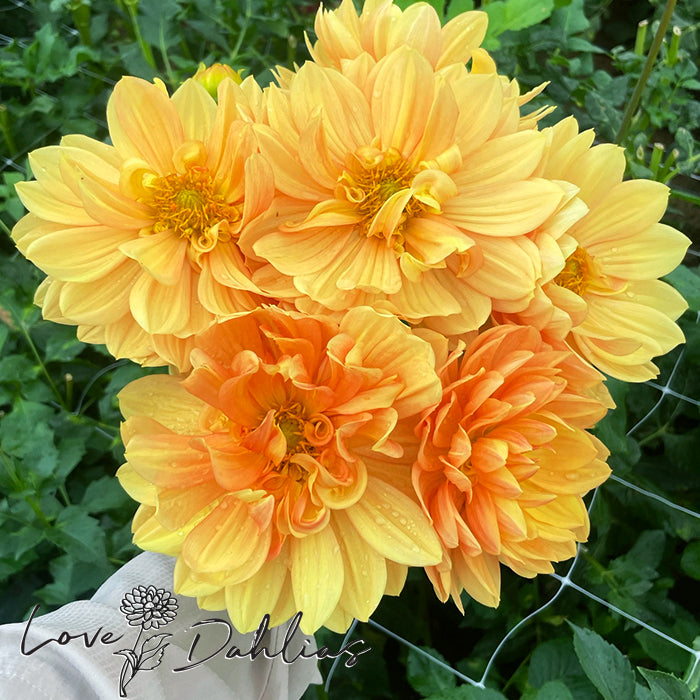 Love Dahlias Dahlia Tubers Bulbs South Africa Rancho