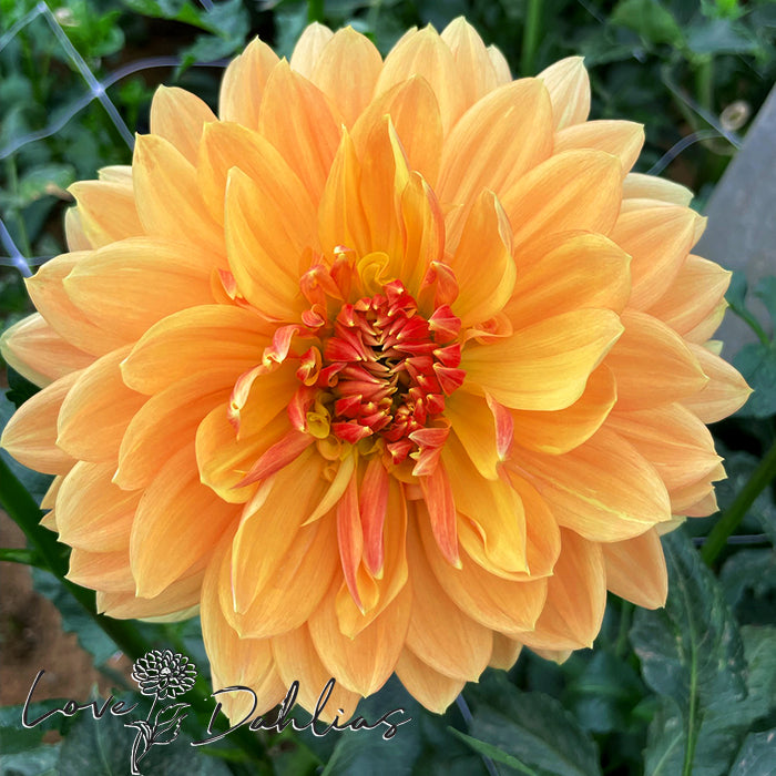 Love Dahlias Dahlia Tubers Bulbs South Africa Rancho