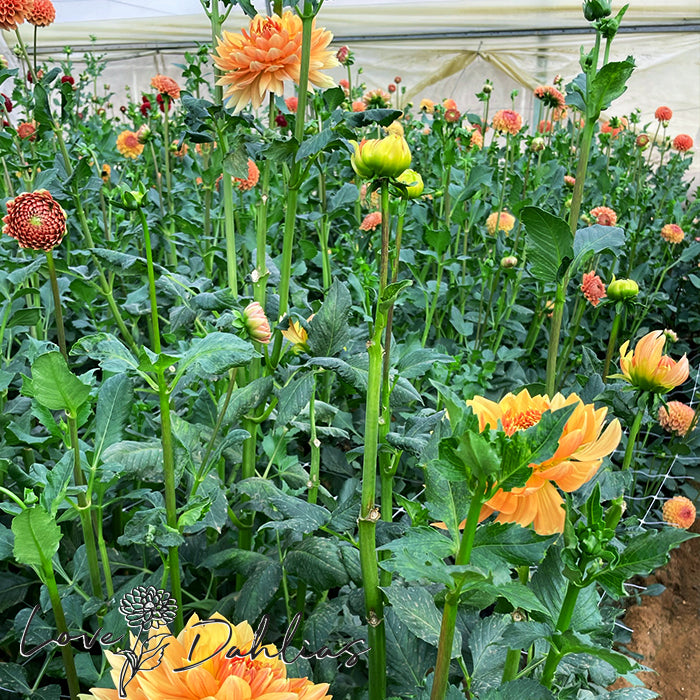 Love Dahlias Dahlia Tubers Bulbs South Africa Rancho