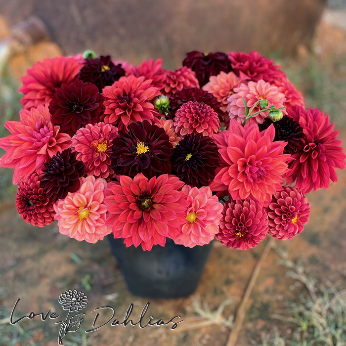 Love Dahlias Dahlia Tubers Bulbs South Africa Rust Bucket Collection