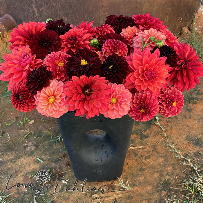 Love Dahlias Dahlia Tubers Bulbs South Africa Rust Bucket Collection