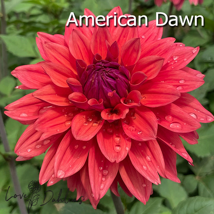 Love Dahlias Dahlia Tubers Bulbs South Africa Rust Bucket Collection