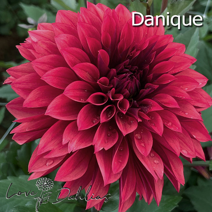 Love Dahlias Dahlia Tubers Bulbs South Africa Rust Bucket Collection