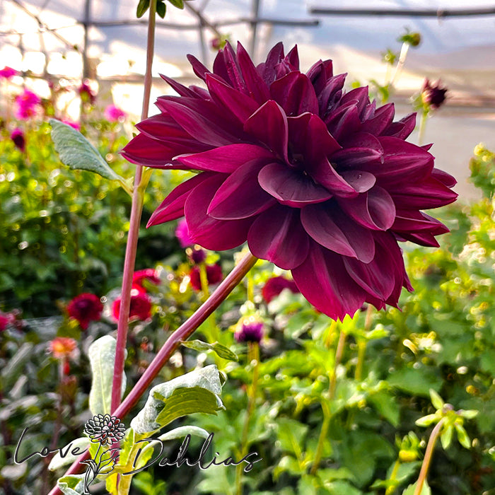 Love Dahlias Dahlia Tubers Bulbs South Africa Sam Hopkins 