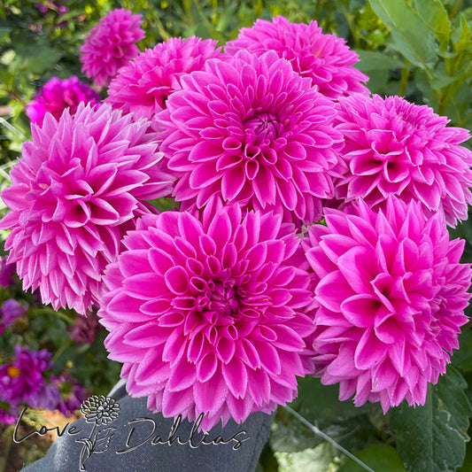 Love Dahlias Dahlia Tubers Bulbs South Africa Sandra AKA Pink Sylvia