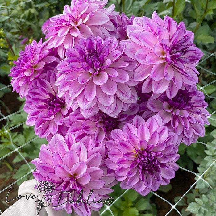 Love Dahlias Dahlia Tubers Bulbs South Africa Seduction 