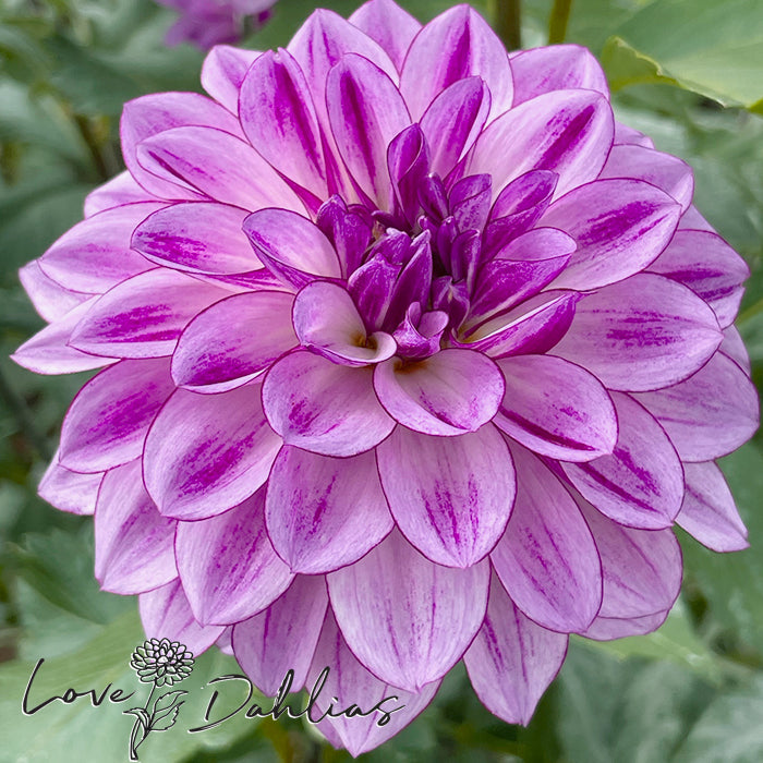 Love Dahlias Dahlia Tubers Bulbs South Africa Seduction 