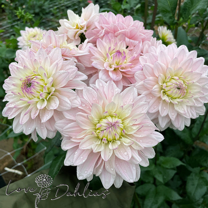 Love Dahlias Dahlia Tubers Bulbs South Africa Silver Years