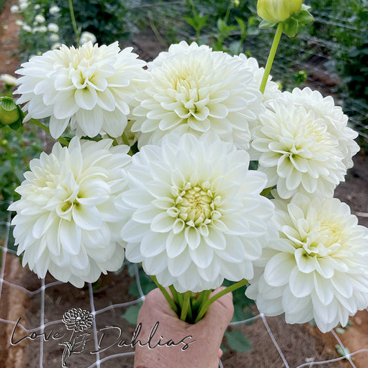 Love Dahlias Dahlia Tubers Bulbs South Africa Snow Cap