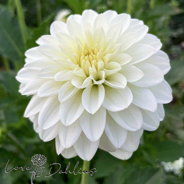 Love Dahlias Dahlia Tubers Bulbs South Africa Snow Cap