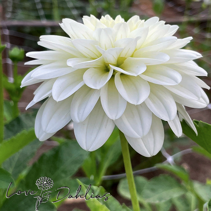 Love Dahlias Dahlia Tubers Bulbs South Africa Snow Cap