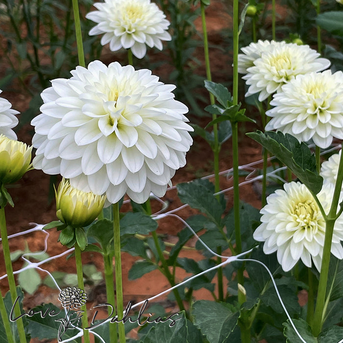 Love Dahlias Dahlia Tubers Bulbs South Africa Snow Cap