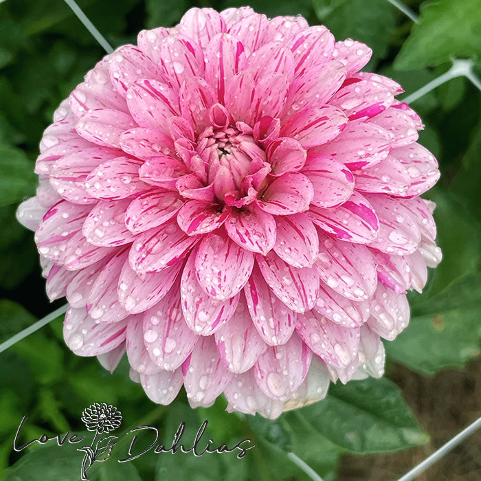 Love Dahlias Dahlia Tubers Bulbs South Africa Strawberry and Cream