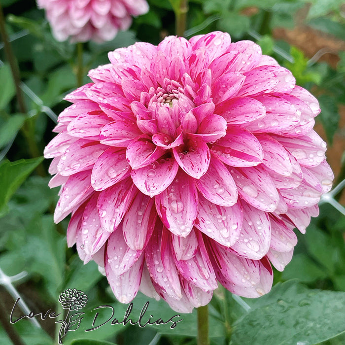 Love Dahlias Dahlia Tubers Bulbs South Africa Strawberry and Cream