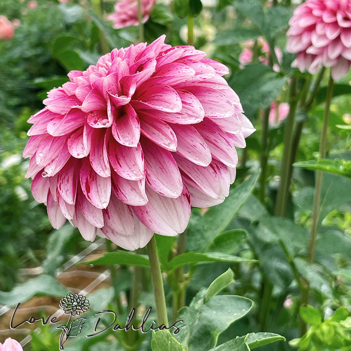 Love Dahlias Dahlia Tubers Bulbs South Africa Strawberry and Cream