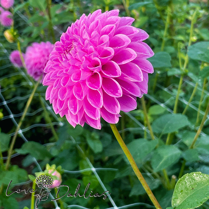 Love Dahlias Dahlia Tubers Bulbs South Africa Sweet Fabienne 