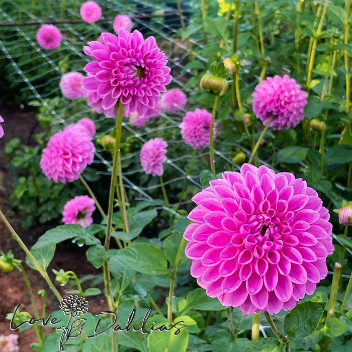 Love Dahlias Dahlia Tubers Bulbs South Africa Sweet Fabienne 