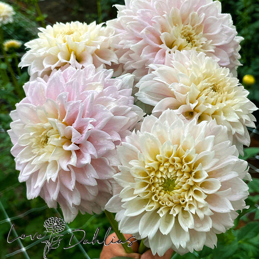 Love Dahlias Dahlia Tubers Bulbs South Africa Sweet Love