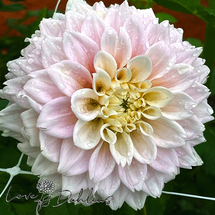 Love Dahlias Dahlia Tubers Bulbs South Africa Sweet Love