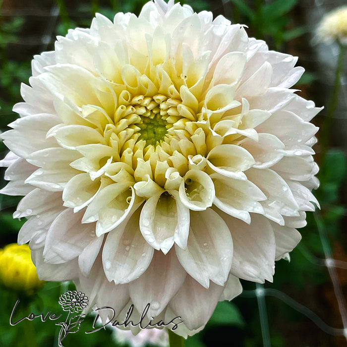 Love Dahlias Dahlia Tubers Bulbs South Africa Sweet Love