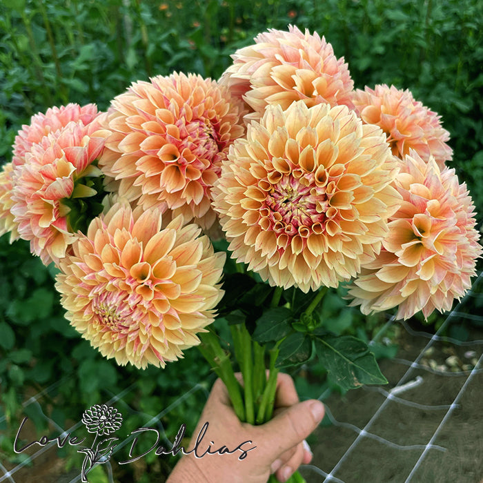 Love Dahlias Dahlia Tubers Bulbs South Africa Sweet Suzanne 