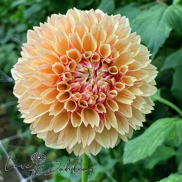 Love Dahlias Dahlia Tubers Bulbs South Africa Sweet Suzanne 