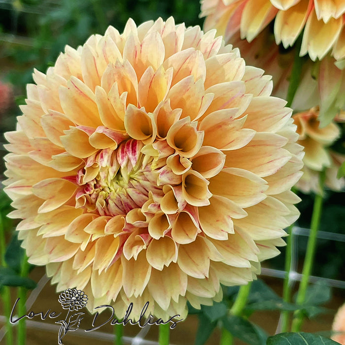 Love Dahlias Dahlia Tubers Bulbs South Africa Sweet Suzanne 