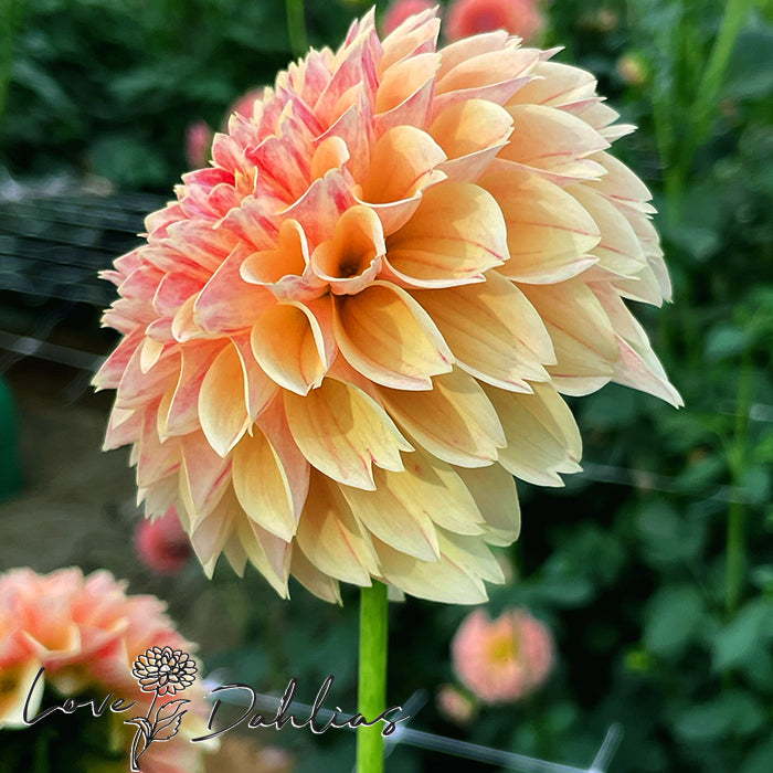 Love Dahlias Dahlia Tubers Bulbs South Africa Sweet Suzanne 