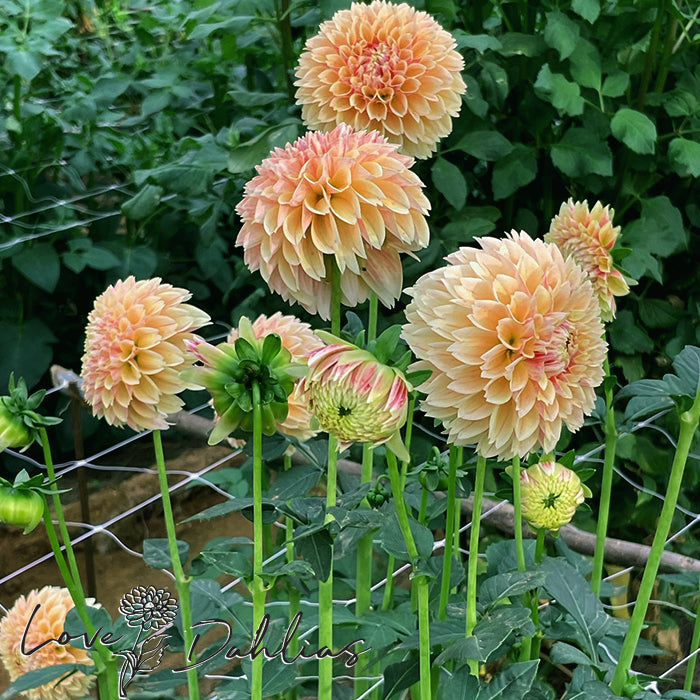 Love Dahlias Dahlia Tubers Bulbs South Africa Sweet Suzanne 