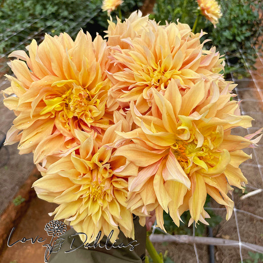 Love Dahlias Dahlia Tubers Bulbs South Africa Tyrell