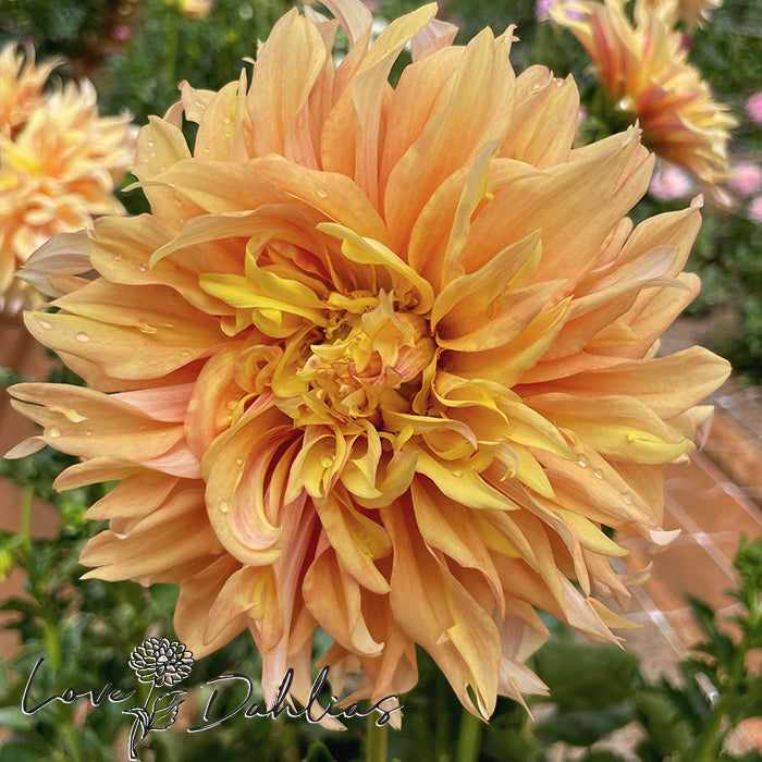 Love Dahlias Dahlia Tubers Bulbs South Africa Tyrell