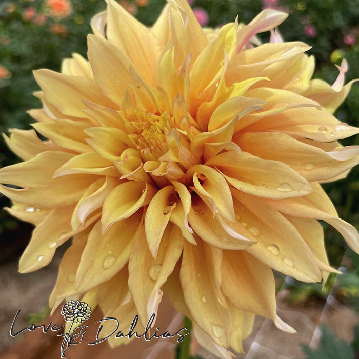 Love Dahlias Dahlia Tubers Bulbs South Africa Tyrell