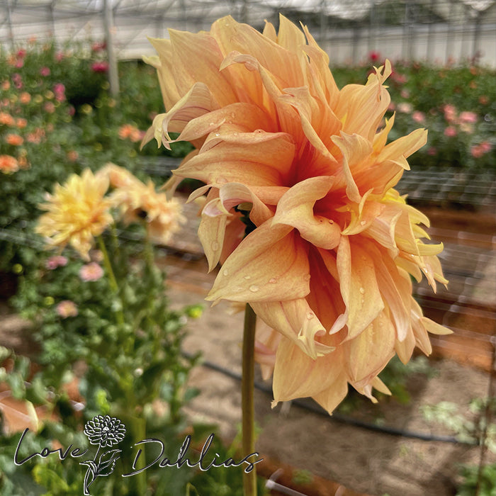 Love Dahlias Dahlia Tubers Bulbs South Africa Tyrell