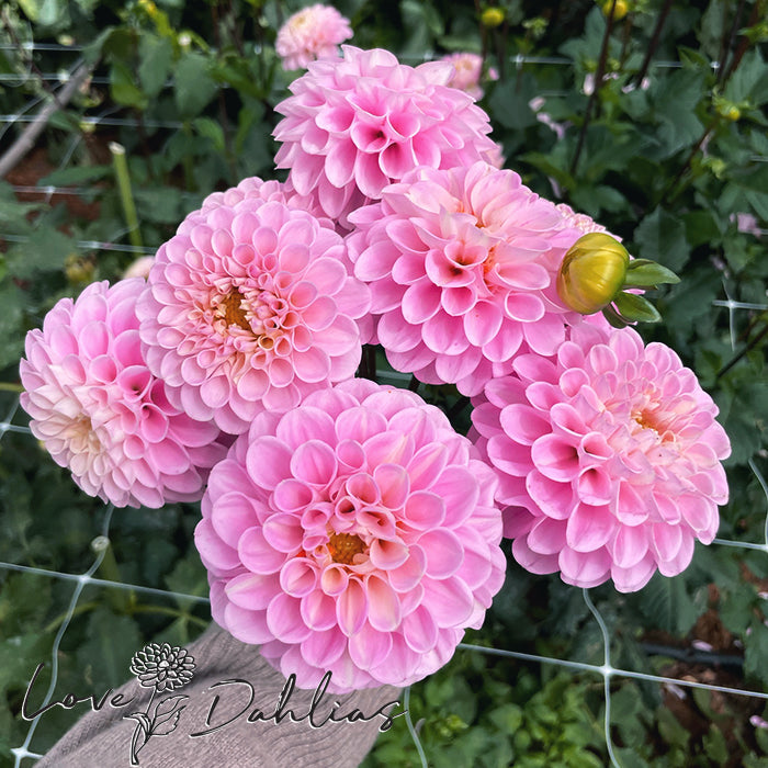 Love Dahlias Dahlia Tubers Bulbs South Africa Veerle