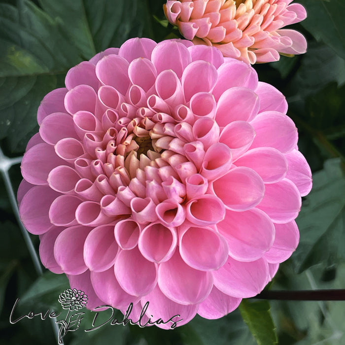 Love Dahlias Dahlia Tubers Bulbs South Africa Veerle