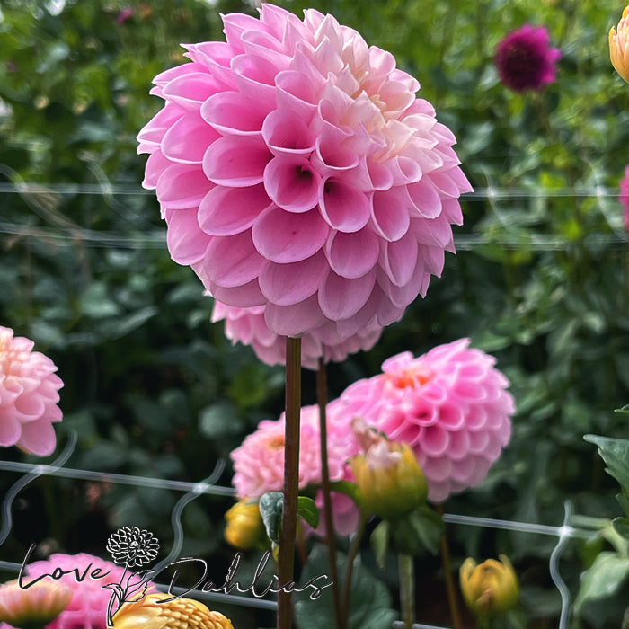 Love Dahlias Dahlia Tubers Bulbs South Africa Veerle