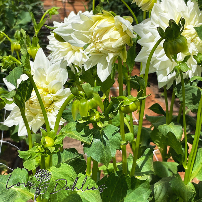 Love Dahlias Dahlia Tubers Bulbs South Africa White Alva