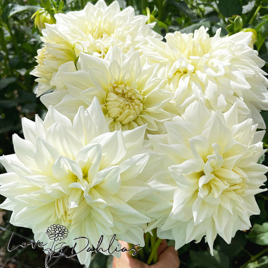 Love Dahlias Dahlia Tubers Bulbs South Africa White Alva