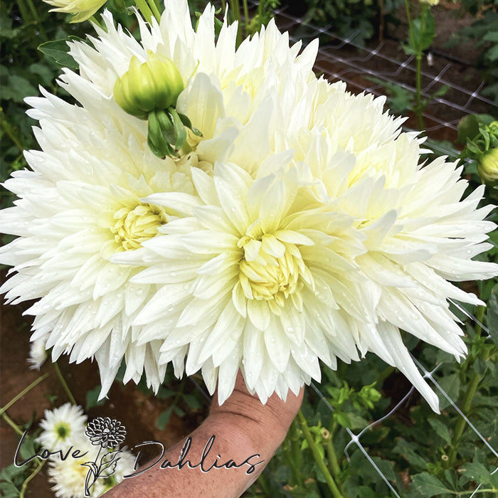 Love Dahlias Dahlia Tubers Bulbs South Africa White Cactus