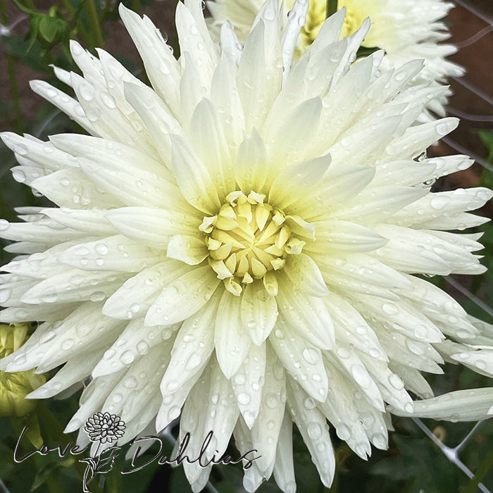 Love Dahlias Dahlia Tubers Bulbs South Africa White Cactus